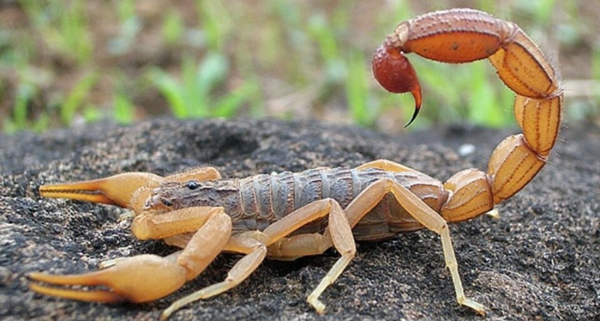 Recomiendan adoptar cuidados para evitar picaduras de alacranes
