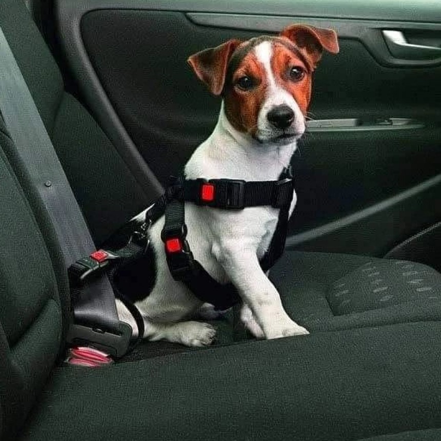 Llevás a tu mascota como parte de la familia? CUIDALA!