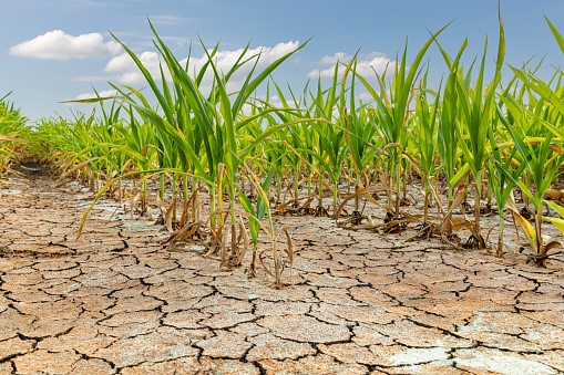 Otorgarán beneficios fiscales a productores del partido de La Plata afectados por la sequía
