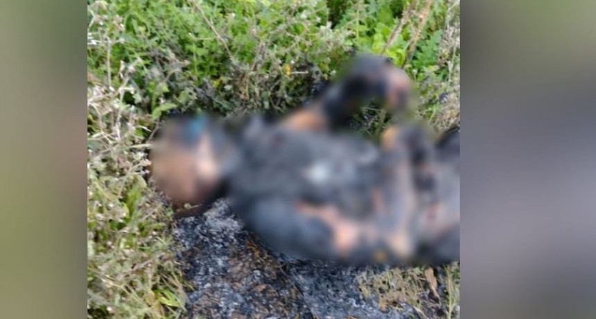 Hallaron un cuerpo calcinado en el límite de Berisso y La Plata.