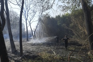 Apagaron un incendio en la reserva del Parque Pereyra y se busca a los autores intencionales