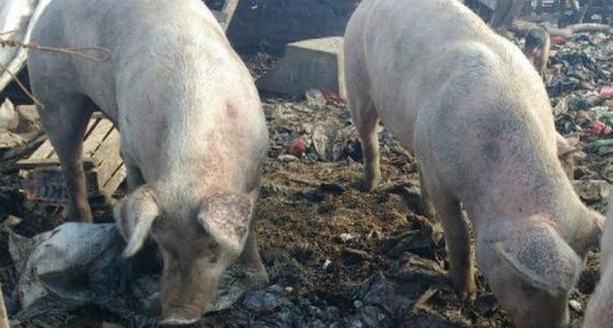 Detectan en Córdoba 46 nuevos casos de triquinosis y ya son 59 los diagnosticados