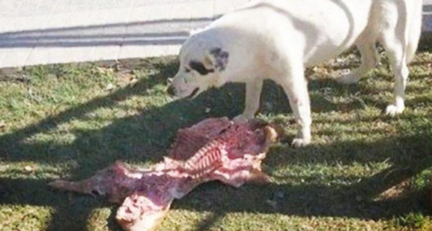 Una perra le robó un lechón a un grupo de concejales