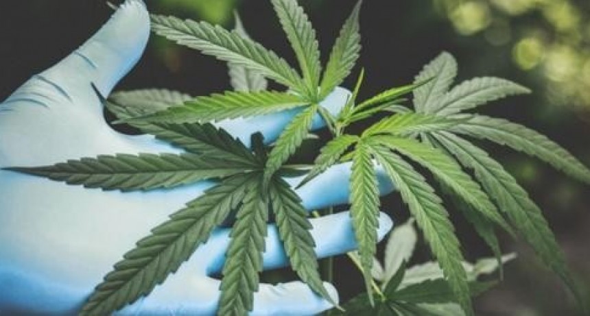 La Justicia penal bonaerense ordenó devolverle las plantas de cannabis a un paciente oncológico