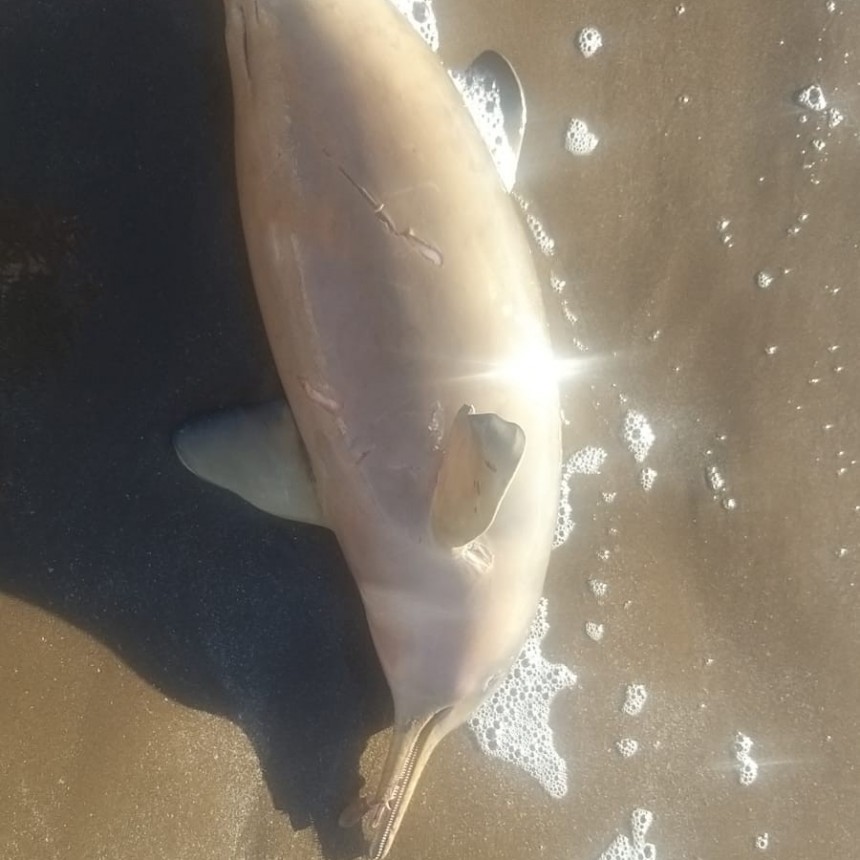 SANTA TERESITA: Encontraron un Delfin muerto en la playa