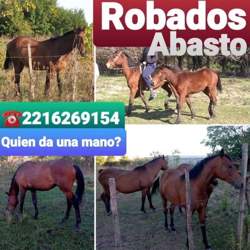 ROBARON CABALLOS EN ABASTO