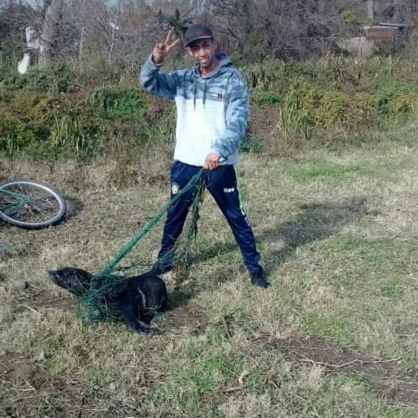 Encontraron un Lobo Marino en Punta Lara
