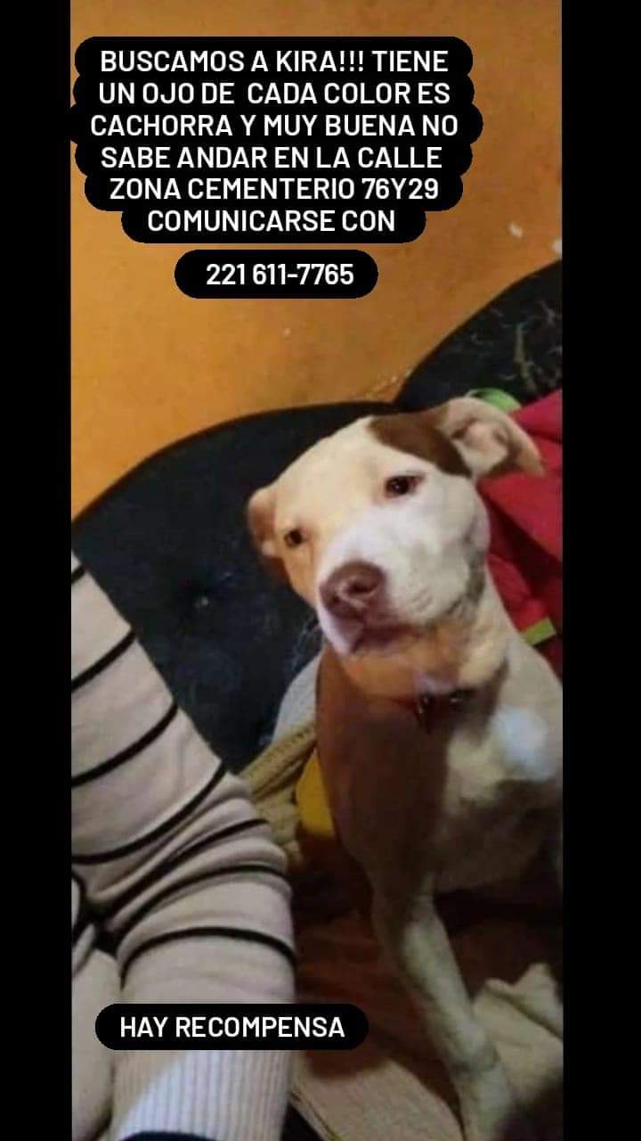 LA PLATA: BUSCAN DESESPERADAMENTE A UNA PERRITA
