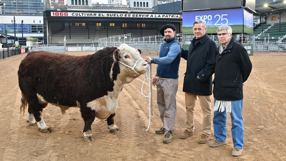 La Rural: “El Escocés” es el primer animal que ingresó a la exposición.