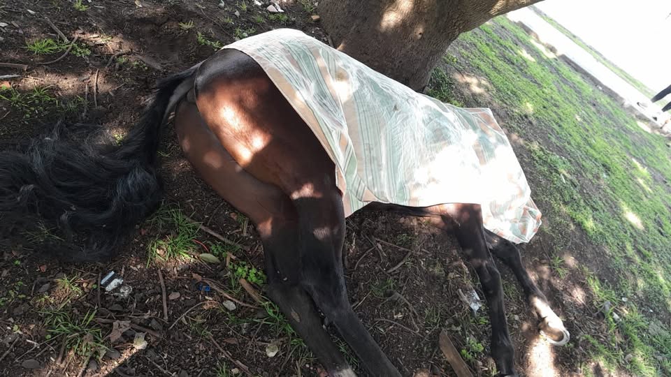 Un joven cayó de un caballo y sufrió graves heridas en La Plata