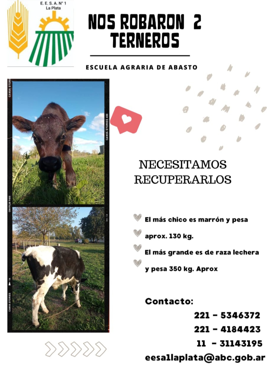 ROBARON DOS TERNEROS EN.LA ESCUELA AGRARIA DE ABASTO