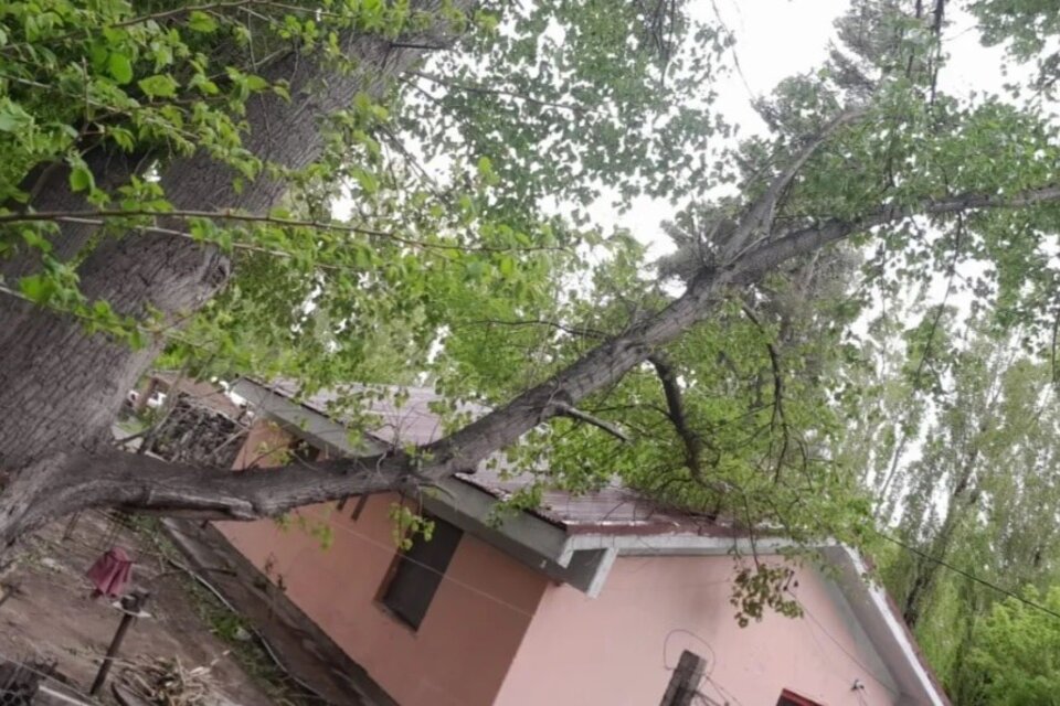 Incendios, árboles caídos y voladuras de techos, entre los daños que dejó el Zonda en Mendoza