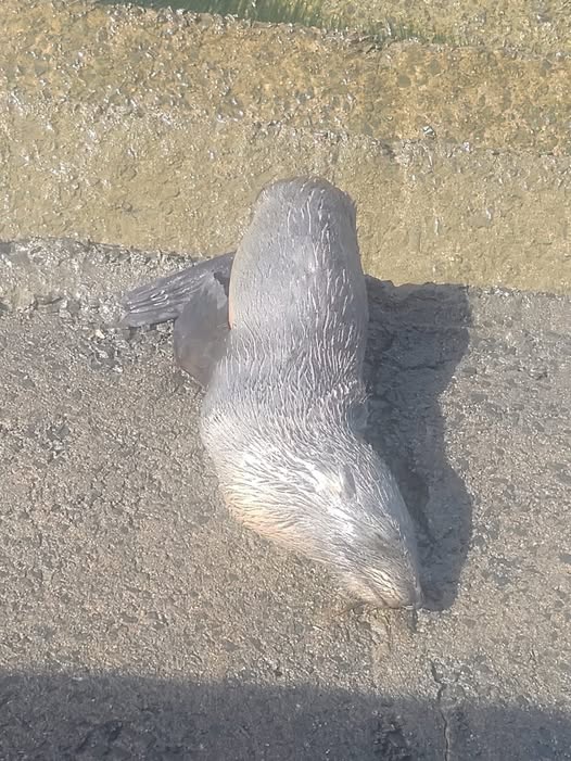  Curioso visitante en Ensenada: un lobo marino apareció en la Reserva Natural y generó sorpresa entre los vecinos