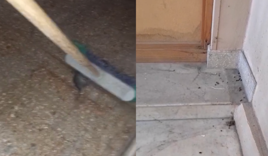 Ratas y excremento en la Escuela Primaria  Nro 15 y en la Secundaria Nro 26